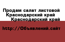 Продам салат листовой - Краснодарский край  »    . Краснодарский край